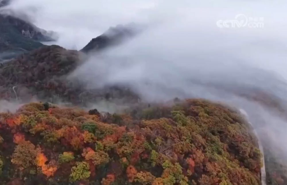 20251211103749_14979.jpeg IMG_8669.jpeg