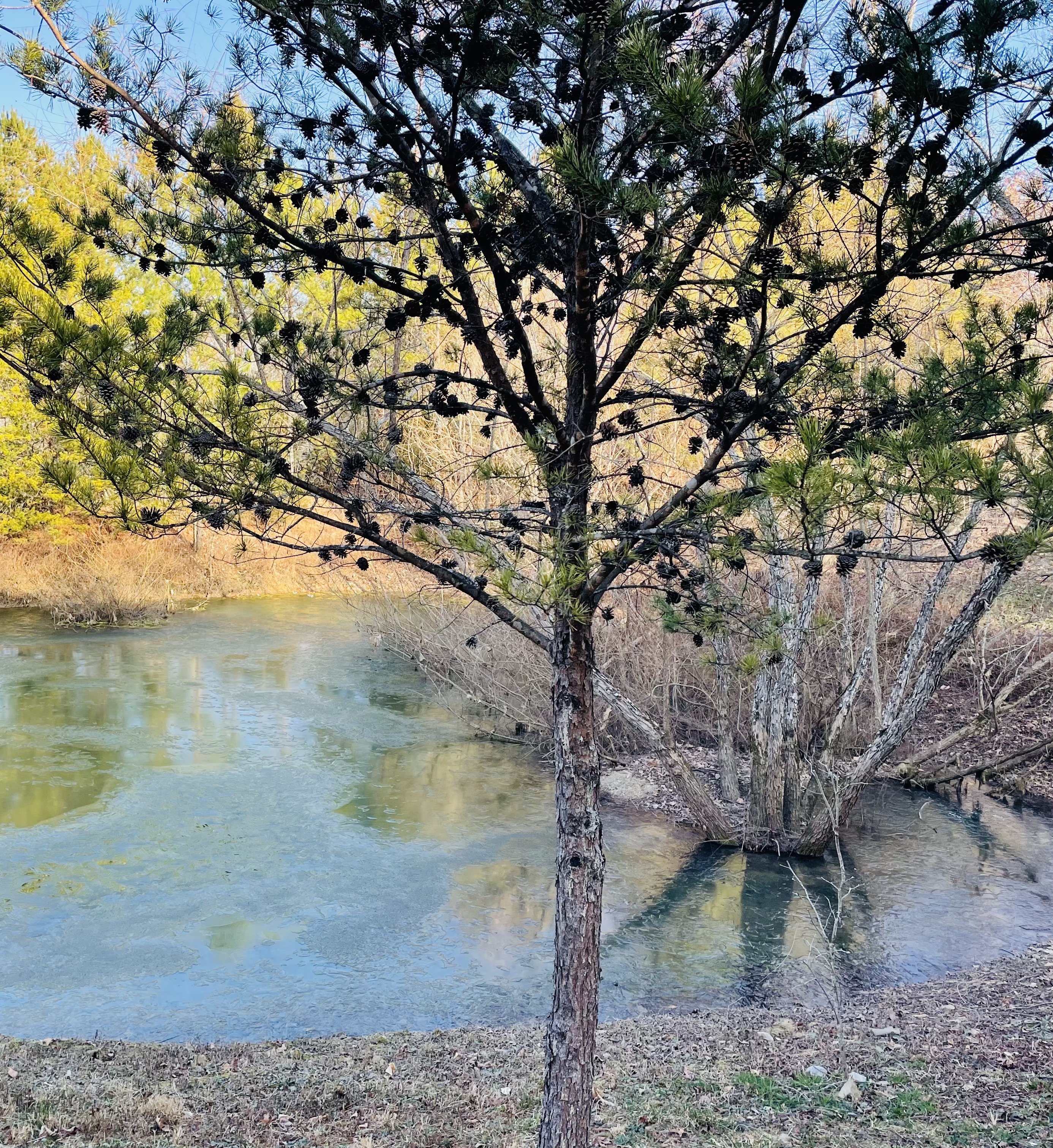 20260125081831_27494.jpeg IMG_9306.jpeg