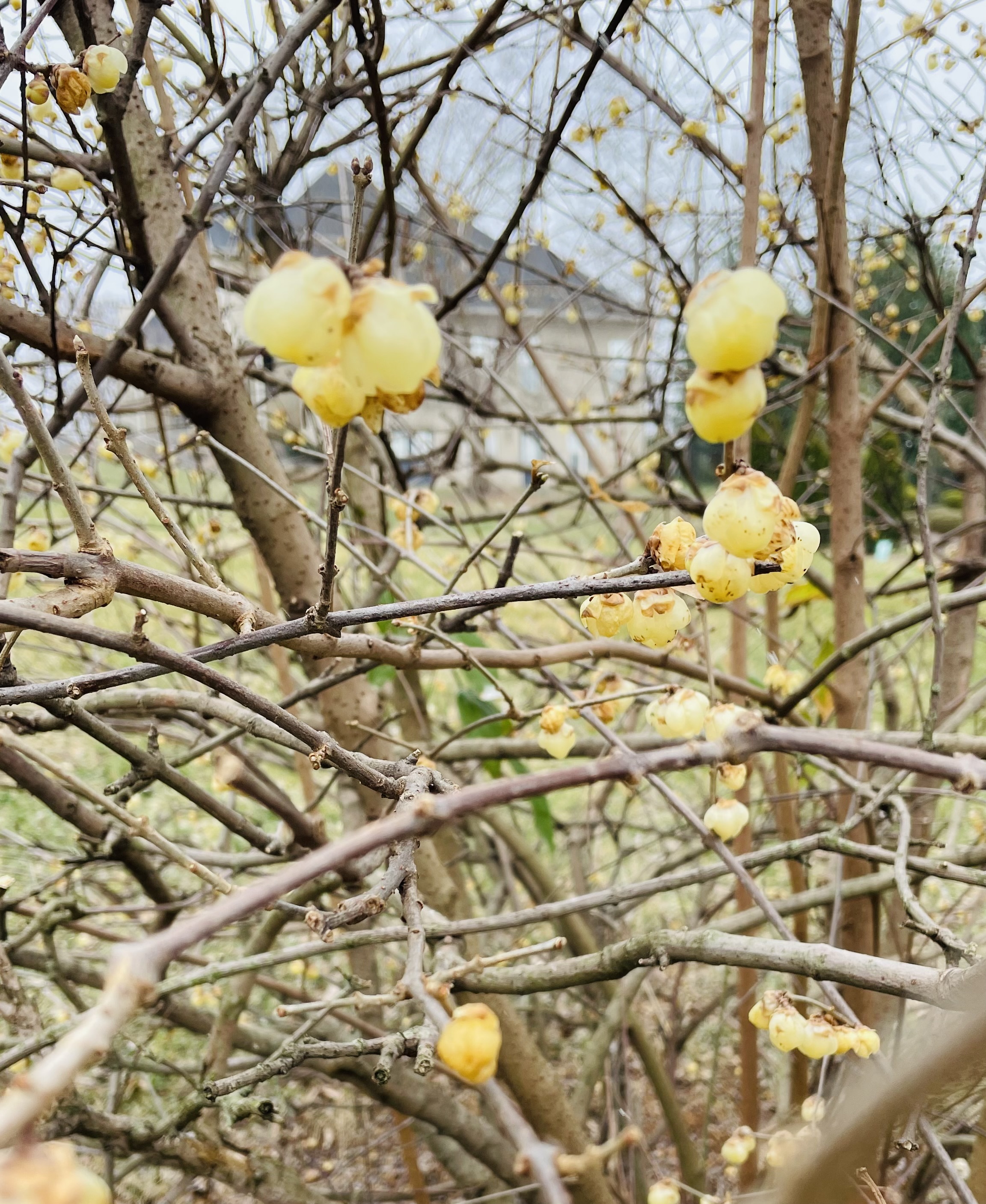 20260125081919_73915.jpeg IMG_9333.jpeg