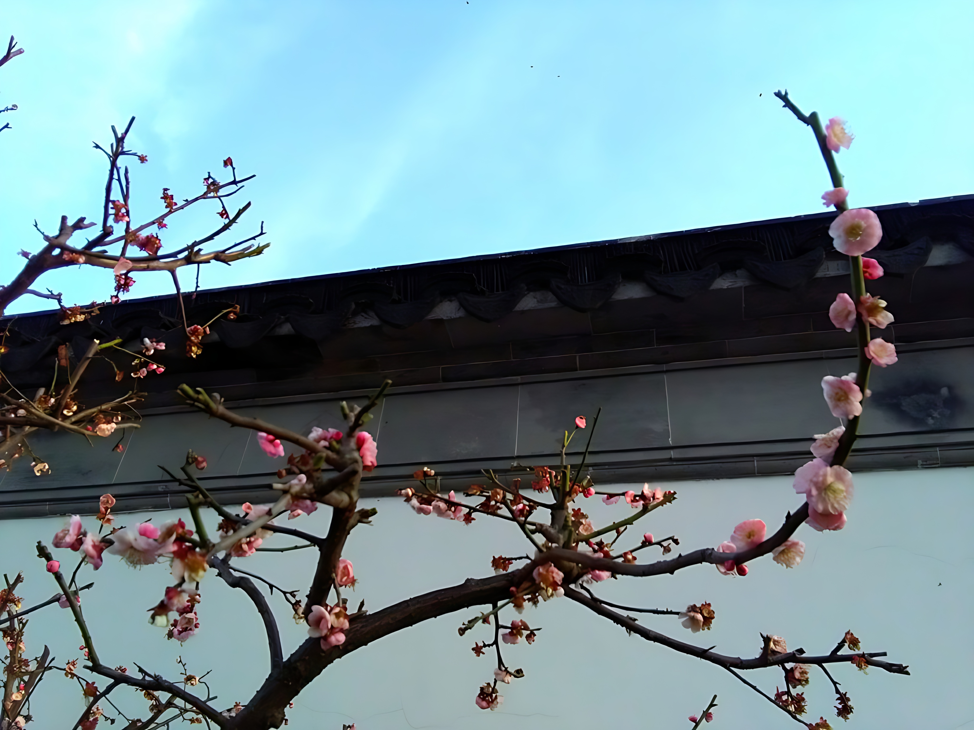 苏州留园的梅花 (7)_processed.jpg