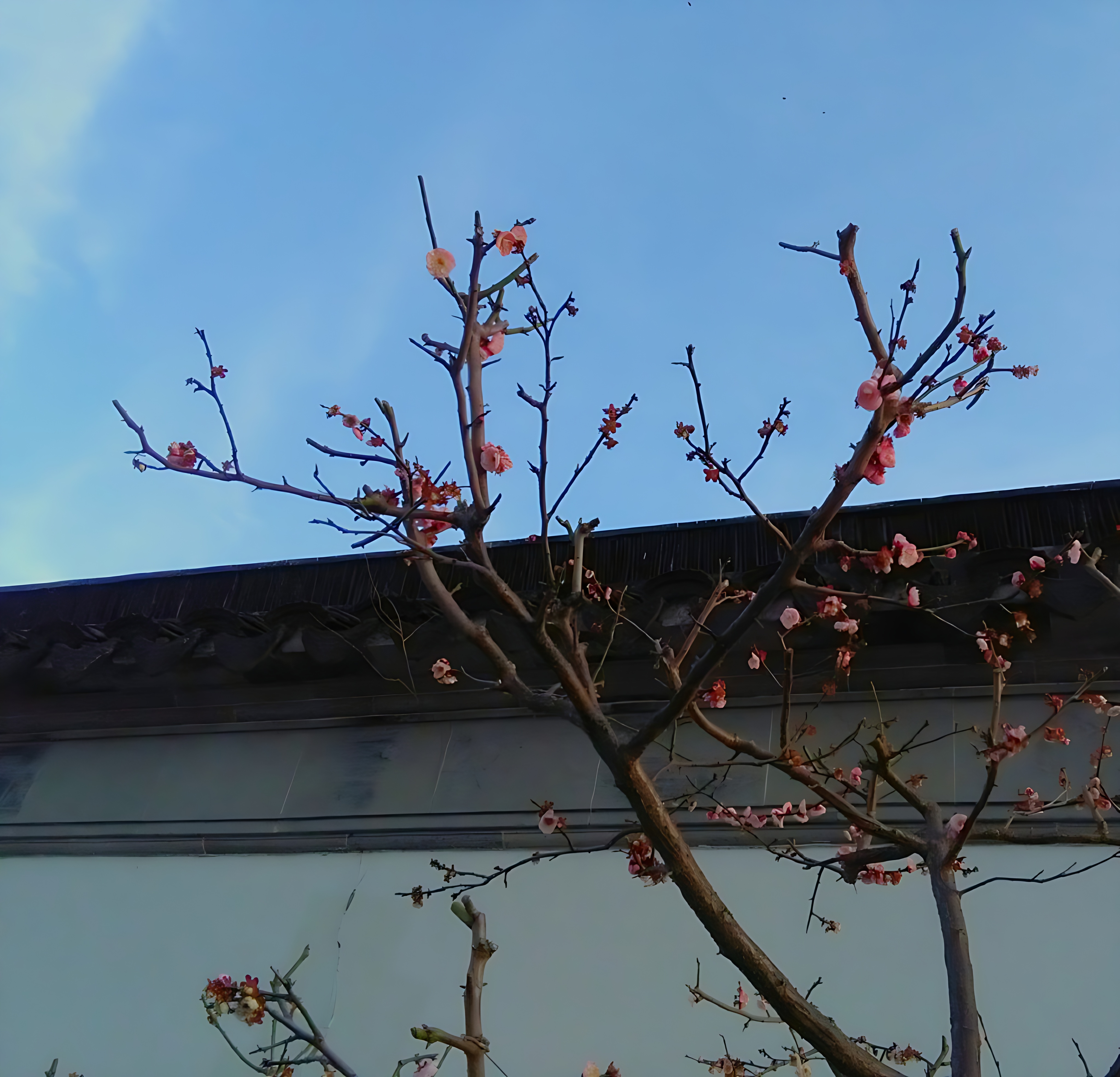 苏州留园的梅花 (4)_processed.jpg