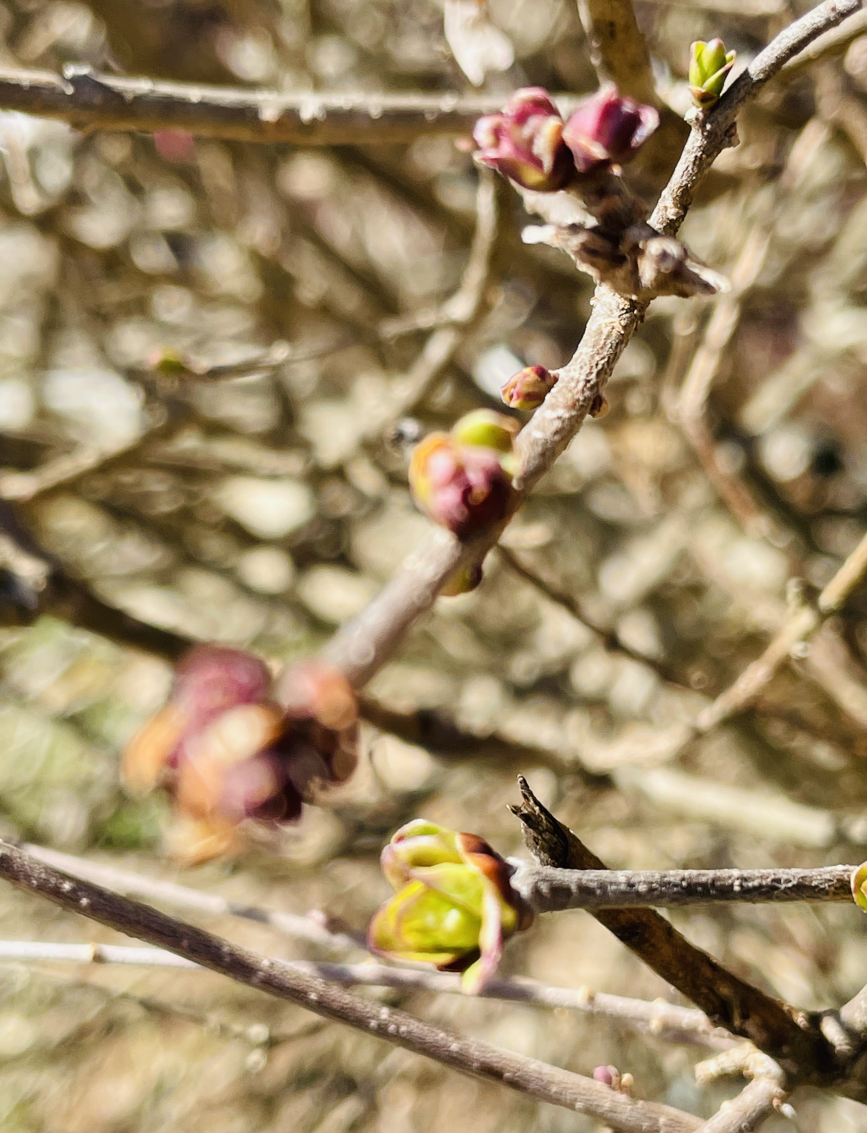 20260301102807_31074.jpeg 秋韵兄梅花.jpeg