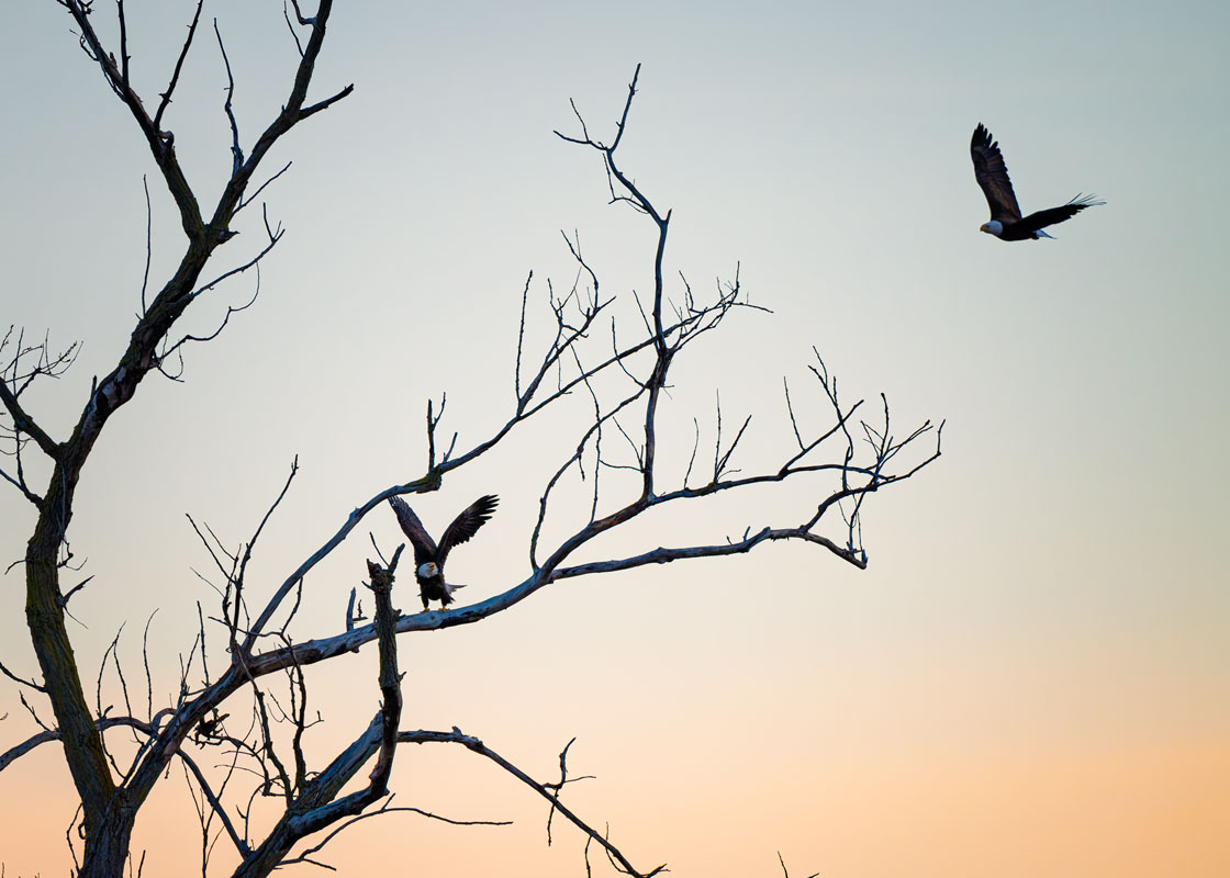 20260316193817_87995.jpg _Z8D5439_DxO.jpg