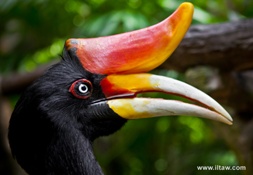 20260412152902_69226.jpg 犀鸟.jpg