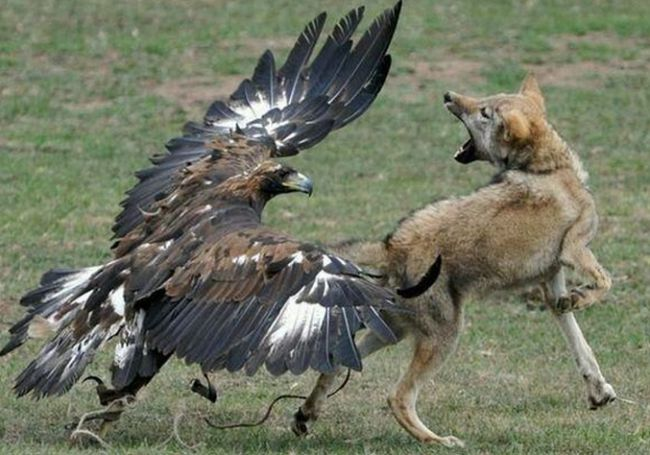 鹰捉狼.png