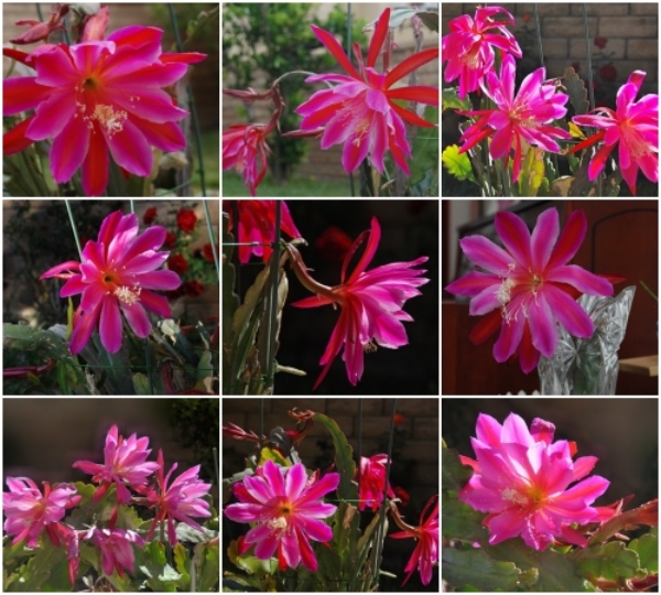 collage-9 ����ɻ�.jpg