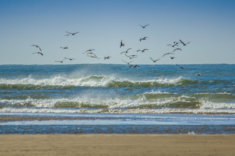 larus_canus-011.JPG