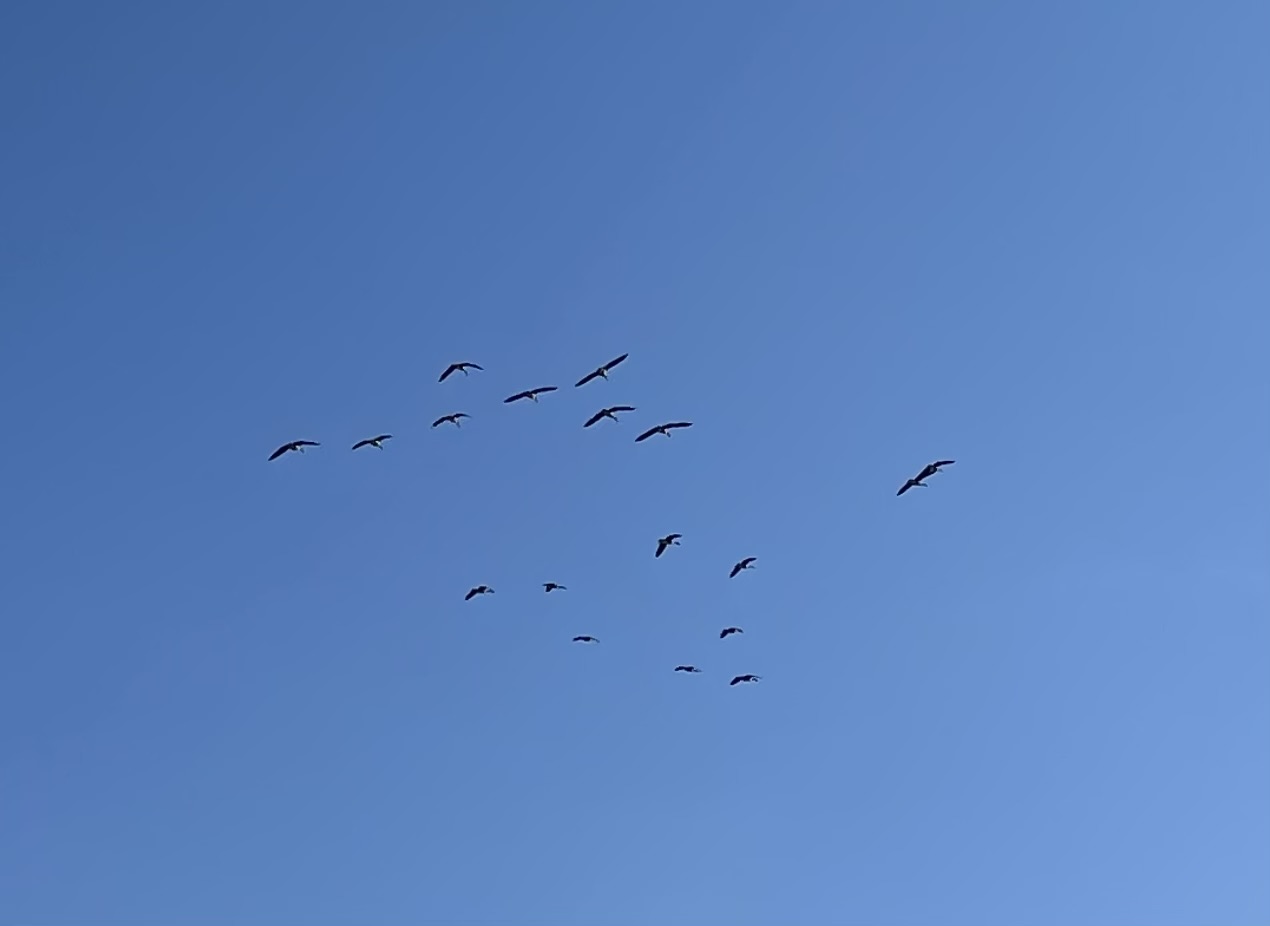 IMG_5753.jpeg